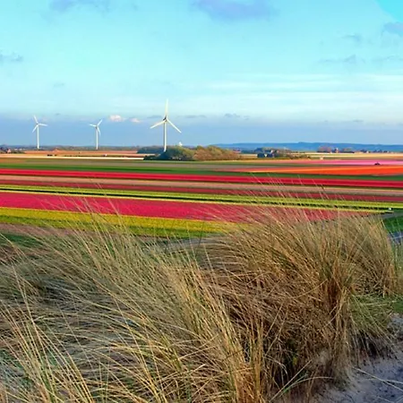 Anemoon * ペッテン