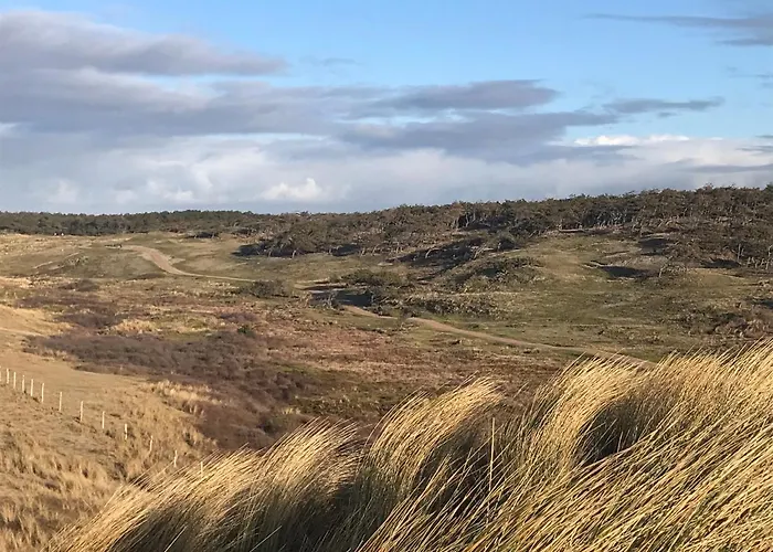 Anemoon Daire Petten